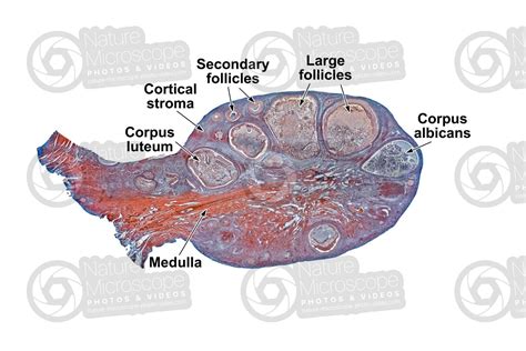 Cat Ovary Transverse Section 10x Cat Mammals Reproductive