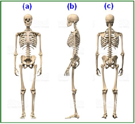 Bone basics and bone anatomy. Bone structure and skeletal system of human body (a) Anterior (front... | Download Scientific ...
