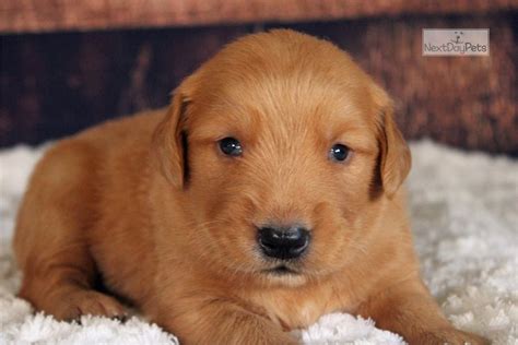 Get a boxer, husky, german golden retriever puppy(male), pure bread, genetically healthy/proven. Noah : Golden Retriever puppy for sale near Jonesboro, Arkansas. | 35bfcce8e1