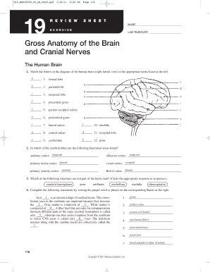 Exercise Gross Anatomy Of The Brain And Cranial Nerves Pdf My Xxx Hot Girl