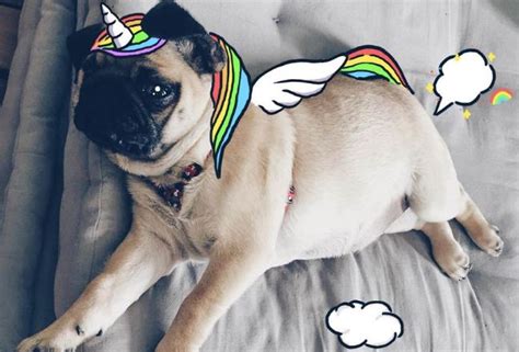 This Couple Loves To Doodle Pictures On Their Pug And Theyre Amazing