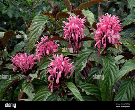 Brazilian Plume Flower Justicia Carnea Syn Jacobinia Carnea Stock
