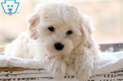Teddy Bear Dog Breeds For Cuteness And Cuddles Teddy Bear Puppies