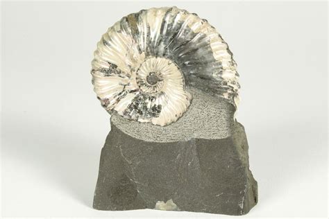 225 Iridescent Ammonite Deshayesites Fossil Russia 207458 For Sale