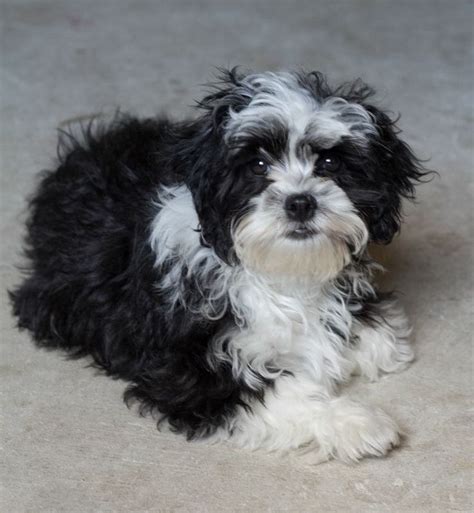 Meet marvelous ming thank you to kozikowski family of de. black and white shih tzu | puppy love | Pinterest