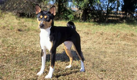 Dogs similar to basenjis can probably still be found in africa, where native hunters traditionally used combinations of black, tan and white, or black, brindle and white are the available tricolor types. Basenji - Poochpedia