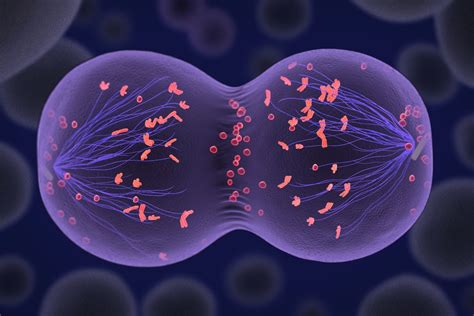 Meiosis Mind Map