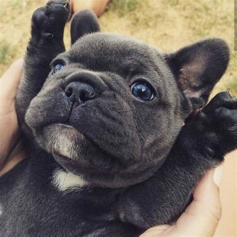 14 Mind Blowing Facts About French Bulldogs Petpress