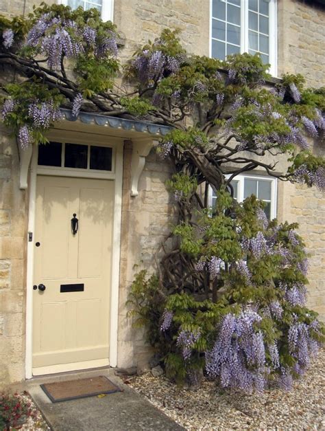 17 Best Images About Wisteria On Pinterest Gardens Wisteria And Flower