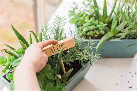 How To Plant A Mini Herb Garden Hgtv