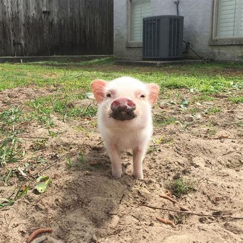 A Pigs Paradise Hank The Pig Takes It Easy In New Orleans Houzz Nz