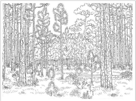 Dibujos De Bosque 15 Para Colorear Para Colorear Pintar E Imprimir