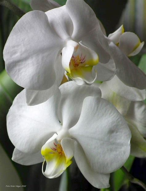 White Orchids Free Stock Photo Public Domain Pictures