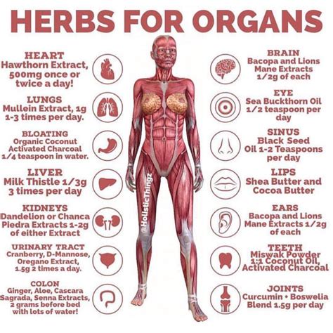 Holistic Body And Soul On Instagram Herbs For Organs🌿 Herbs