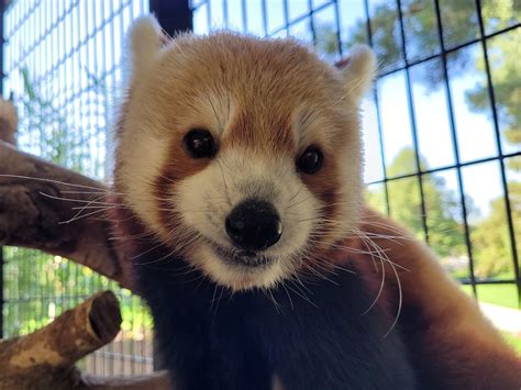 Rusty The Red Panda Who Escaped From National Zoo In 2013 Is Dead Npr