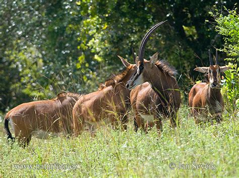Hippotragus Niger Pictures Sabla Antilope Images Nature Wildlife
