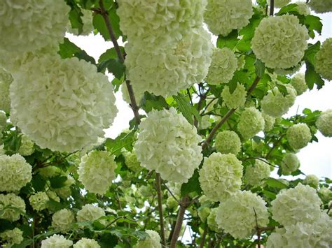 Growing Viburnum Plants A Guide To Propagation Planting And Care