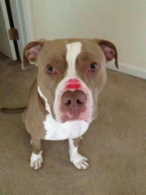 Kisses To All Of The Pit Bulls Pit Bulls Bull Animals