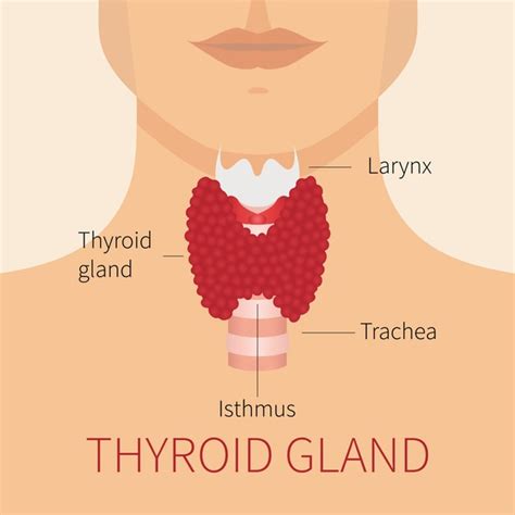 Tuit Nutrition Let S Talk About Thyroid Intro Thyroid Function