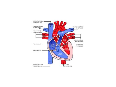 Heart Medical Terminology Showme