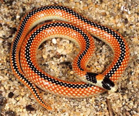 Meet The Black Striped Snake Western Australian Museum