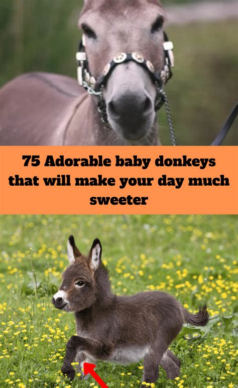 75 Adorable Baby Donkeys That Will Make Your Day Much Sweeter Baby