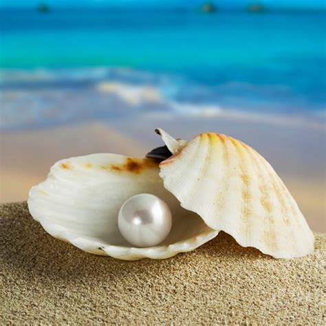 Freedom Of Thoughts Pearl Shell