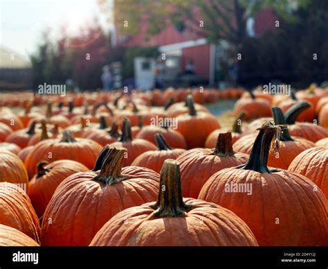 Pumpkin Patch Red Barn Hi Res Stock Photography And Images Alamy