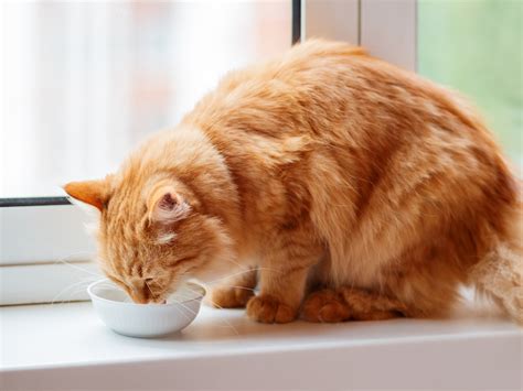 Ensure your pet has enough room. Is Your Cat Not Drinking Water? 10 Ways to Get Your Cat to ...
