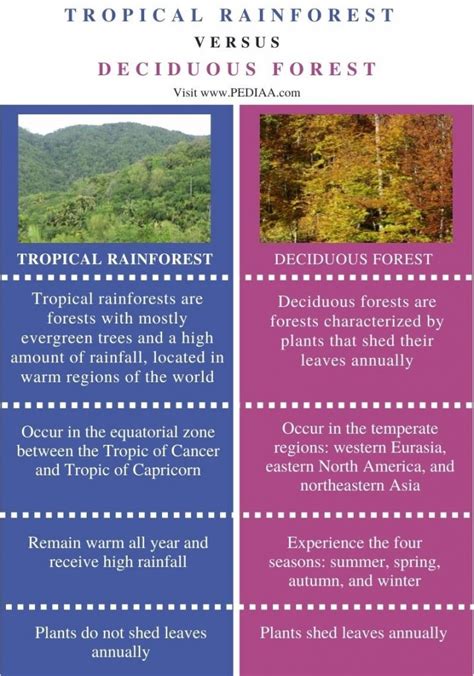 🌷 Difference Between Coniferous And Deciduous Trees Whats The