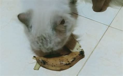 Kucing Makan Kulit Pisang Rebus