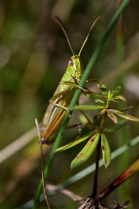 Grass Hopper Stock Image Image Of Tall Legs Insects 58159285