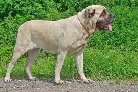 At What Age Is An English Mastiff Full Grown