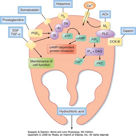 The Gastric Phase Of The Integrated Response To A Meal Berne And Levy