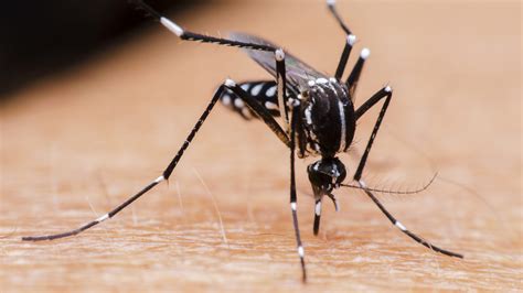 Mosquito That Prefers Biting People Thriving In California