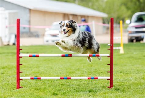 10 Benefits Of Agility Training For Dogs Ellevet Sciences