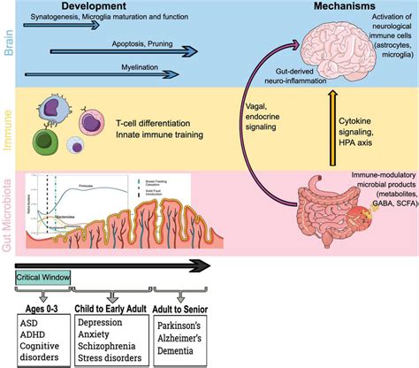 Microbiota Immune And Brain Development Drive Mechanistic Pathways By