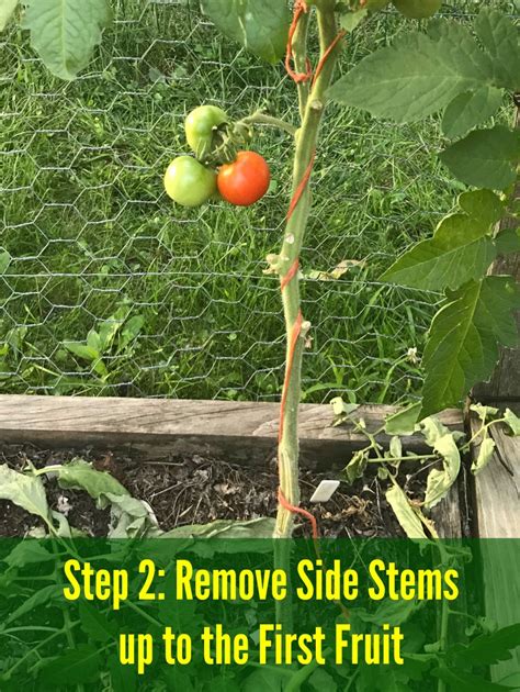 How To Prune Tomatoes To Improve Production And Plant Health Small