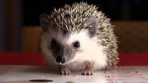 Baby Hedgehog Gets Treats So Cute Youtube