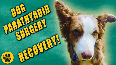 Dog Parathyroid Surgery Recovery Youtube