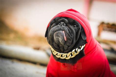 100 Hip Hop And Rapper Dog Names Ideas For Funky And Badass Dogs Hepper
