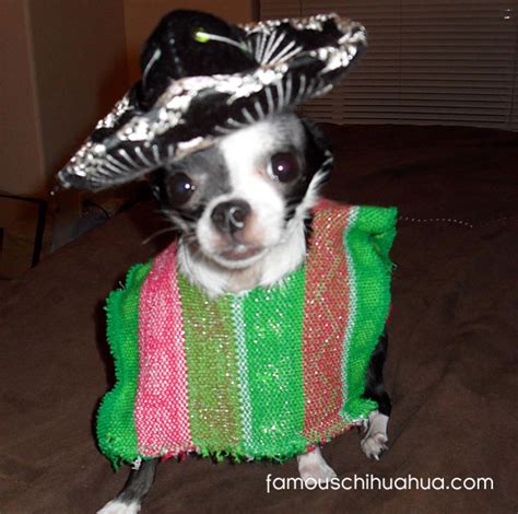 Chihuahuas In Mexican Sombreros Celebrate Cinco De Mayo Famous Chihuahua