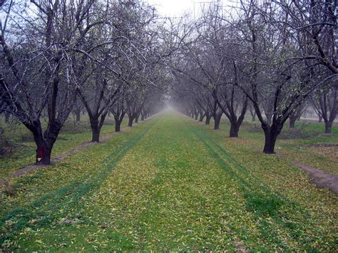 Winter Orchard Free Photo Download Freeimages