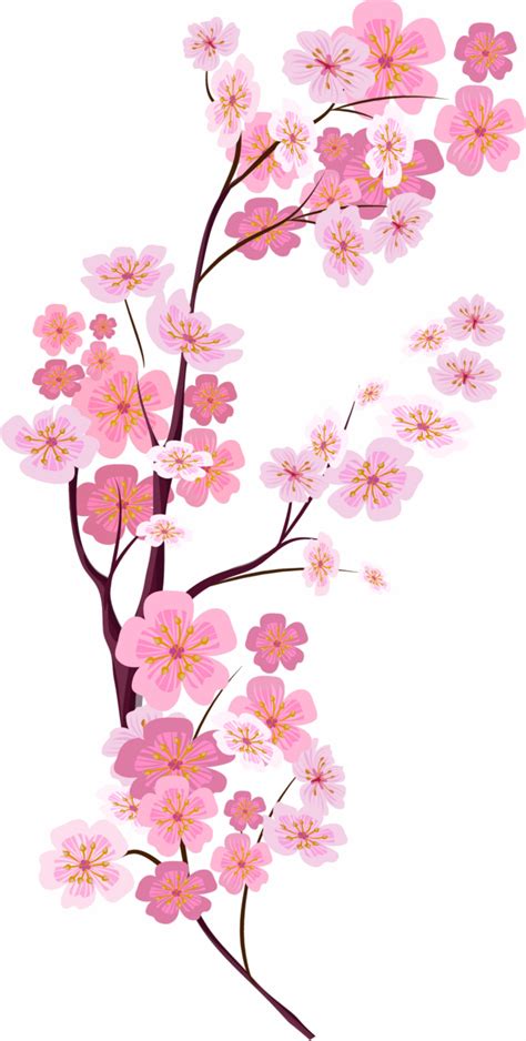 cherry blossom png transparent - Cherry Blossoms Png Image Download - Clipart Cherry Blossom Png ...