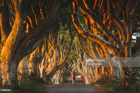 Tourist At The Dark Hedges Northern Ireland High Res Stock Photo