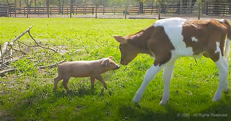 Little Piglets Life Changes When She Meets An Orphaned Calf