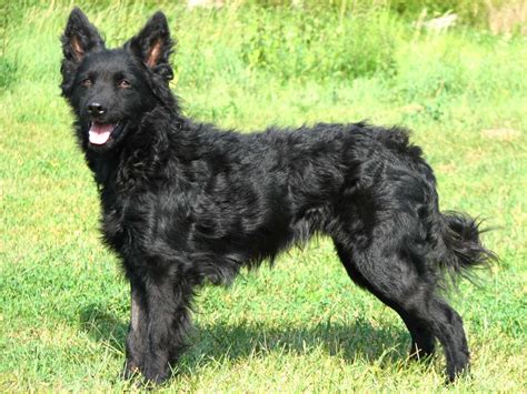 Written records of the croatian sheepdog date back as early as 1374. Croatian Sheepdog is enjoying the sun - Pet Paw