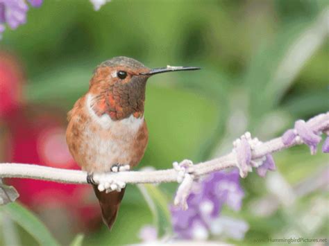 Hummingbird  Hummingbird Pictures