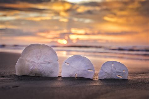 How To Find The Sand Dollar