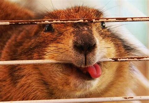 23 Hilariously Derpy Animals The First Onewut